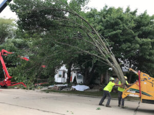 Tree trimming racine county