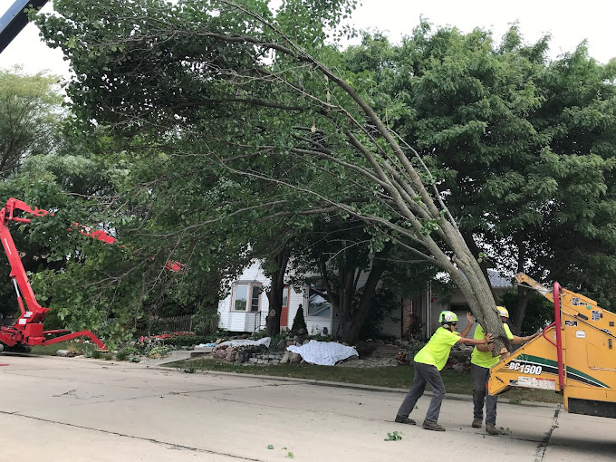 Tree trimming racine county